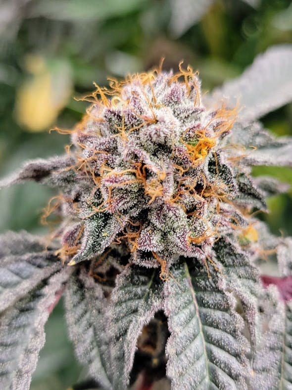 Bee Jelly Weed Strain Information Leafly